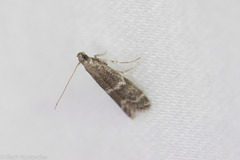 Eurythmia angulella