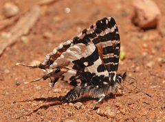 Uranothauma williamsi