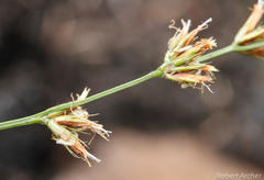 Scleria bulbifera