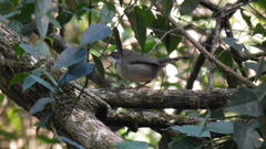 Apalis thoracica