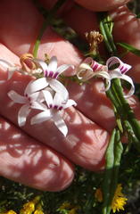 Cyphia sylvatica sylvatica