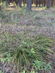 Carex pediformis