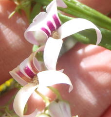 Cyphia sylvatica sylvatica