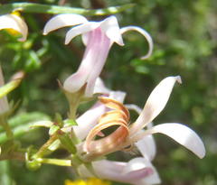 Cyphia sylvatica sylvatica