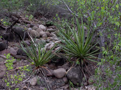 Agave datylio