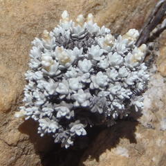 Helichrysum saxicola