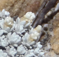 Helichrysum saxicola