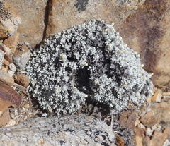 Helichrysum saxicola
