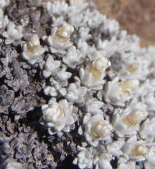 Helichrysum saxicola