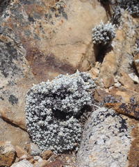 Helichrysum saxicola
