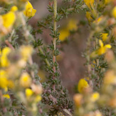Aspalathus ericifolia ericifolia