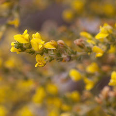 Aspalathus ericifolia ericifolia