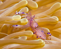 Ancylomenes sarasvati