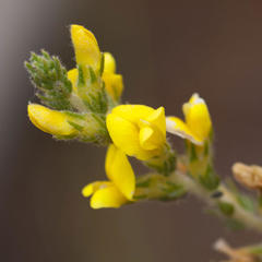 Aspalathus ericifolia ericifolia