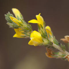 Aspalathus ericifolia ericifolia