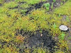 Pelargonium althaeoides