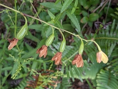 Spathoglottis pubescens