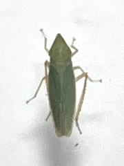 Draeculacephala antica