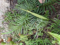 Spathoglottis pubescens