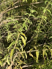 Aloysia citrodora