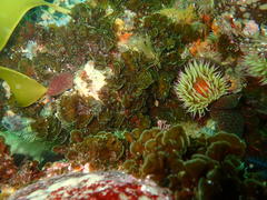 Exallosorus harveyanus