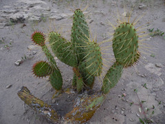 Opuntia comonduensis