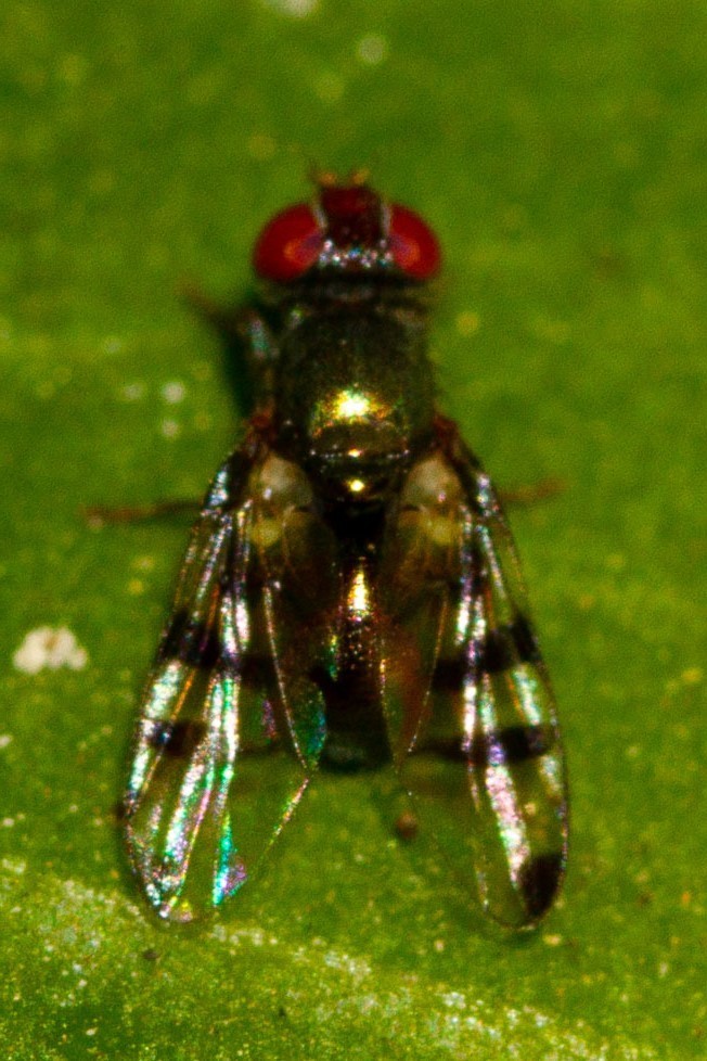Rivellia abana