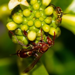 Polistes stigma townsvillensis