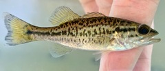 Micropterus henshalli