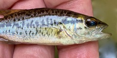 Micropterus henshalli