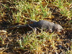 Chondrodactylus bibronii