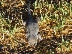 Chondrodactylus bibronii