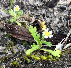 Brachyscome goniocarpa