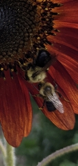 Bombus impatiens