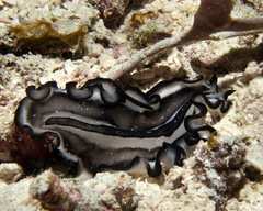 Pseudobiceros gratus