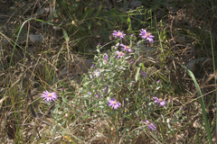 Symphyotrichum sericeum