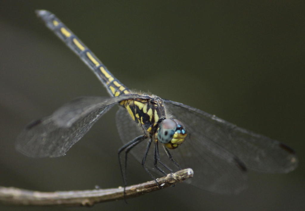 Jaunty Dropwing