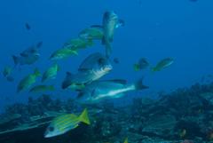 Plectorhinchus chubbi