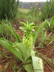 Eucomis humilis