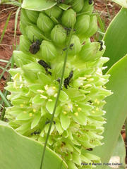 Eucomis humilis