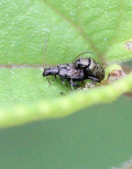 Hespera lomasa