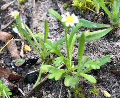 Brachyscome goniocarpa