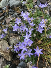 Campanula piperi