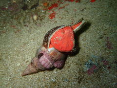 Africofusus ocelliferus