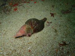 Africofusus ocelliferus