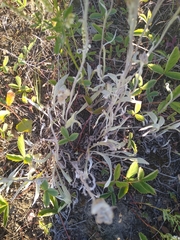 Antennaria pulcherrima