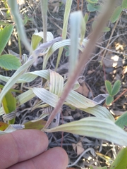 Antennaria pulcherrima