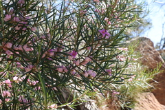Boronia splendida