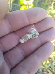 Antennaria pulcherrima