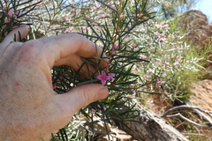 Boronia splendida